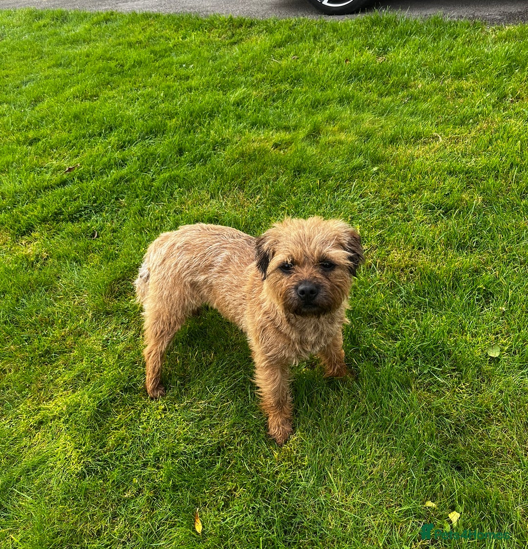 Border Terrier dogs for sale: Pedigree border terrier puppies  - Image 8