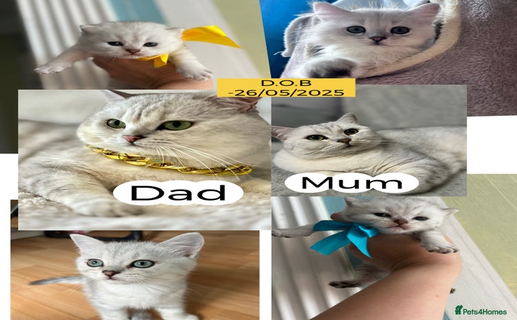 British Shorthair cats - Advert 1