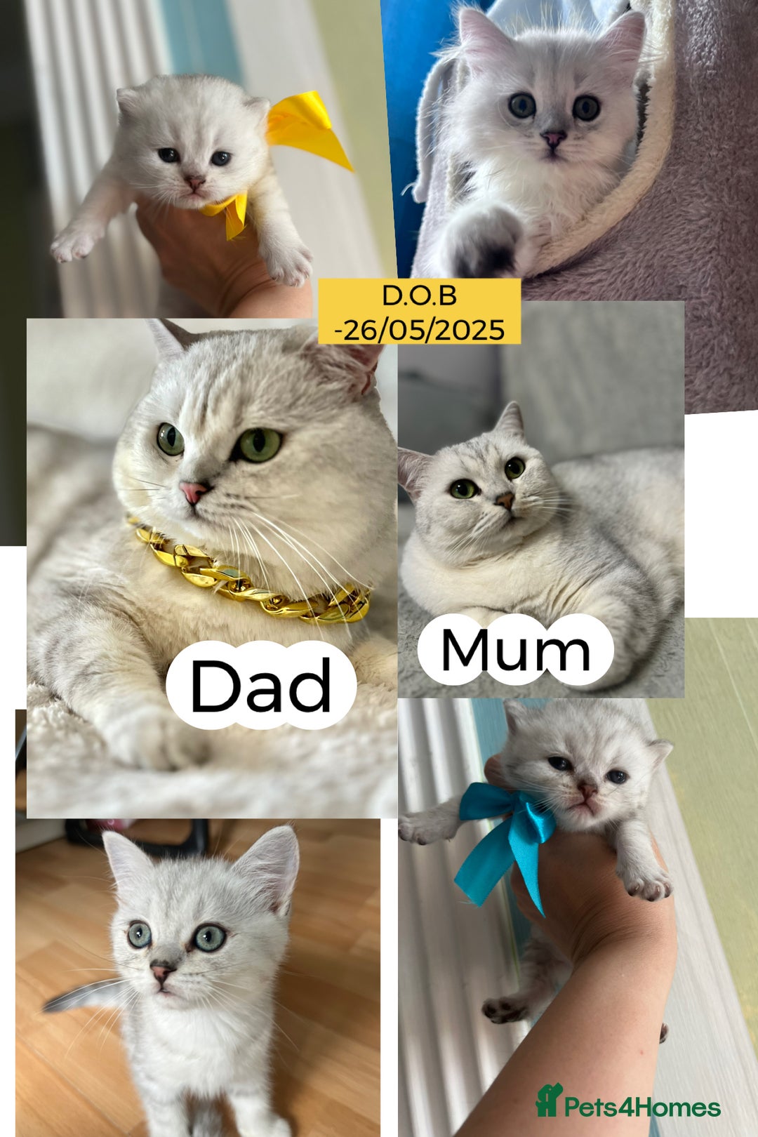 British Shorthair cats for sale: READY NOW ‼️🏆CHAMPIONS Bloodline BSH GCCF. - Image 2