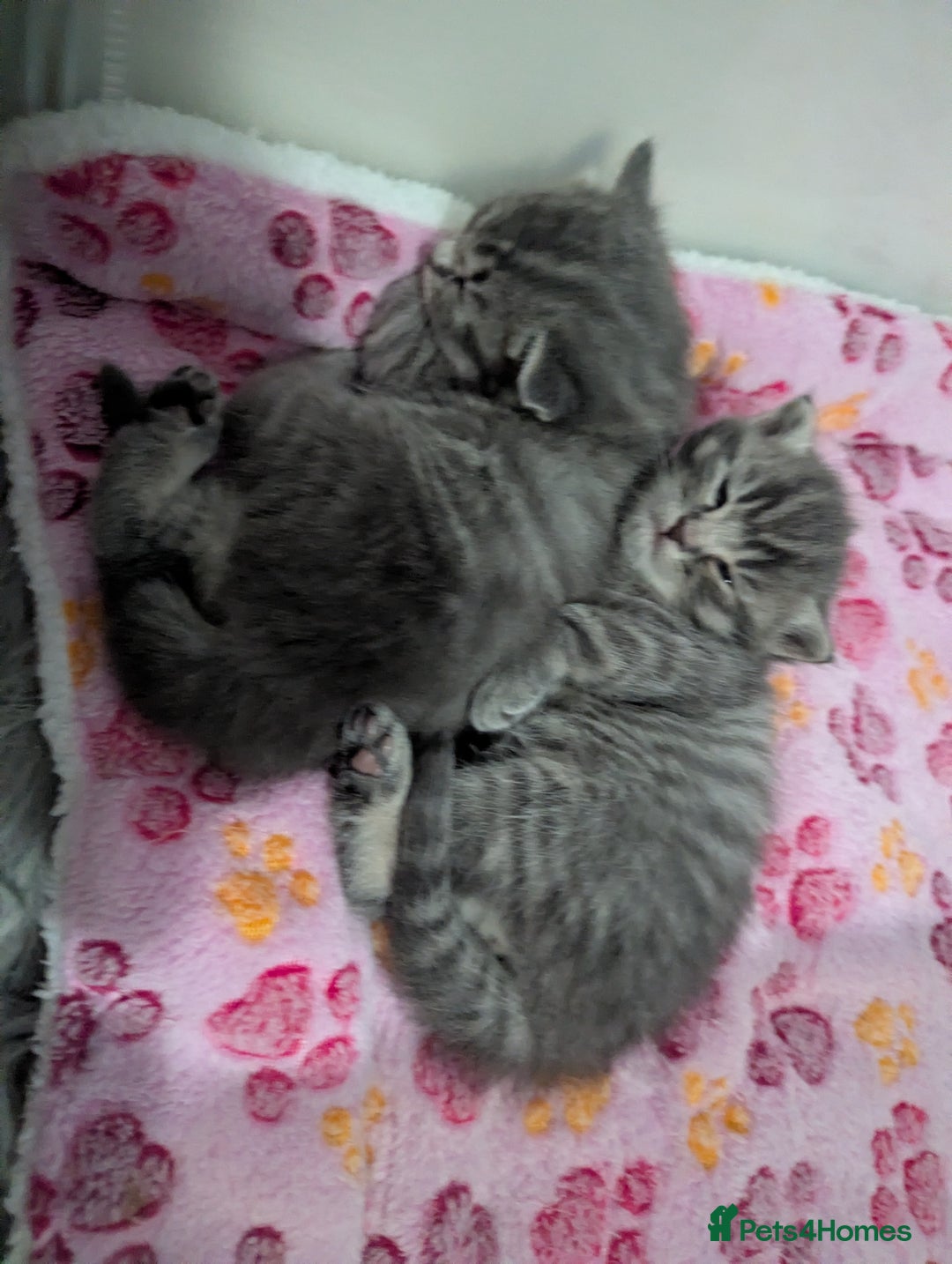 Mixed Breed cats for sale: Beautiful grey silver tabby kittens, ragdoll X Mum - Advert 30