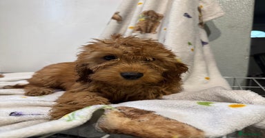 Cockapoo dogs - Advert 4