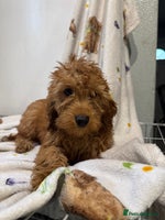 Cockapoo dogs - Advert 4