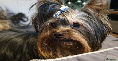 Yorkshire Terrier dogs in Caterham - Advert 5