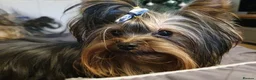 Yorkshire Terrier dogs for stud: 1.8kg miniature KC reg STUD Yorkshire terrier in Caterham - Advert 3