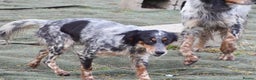 English Setter dogs for adoption: Duna  - Advert 6