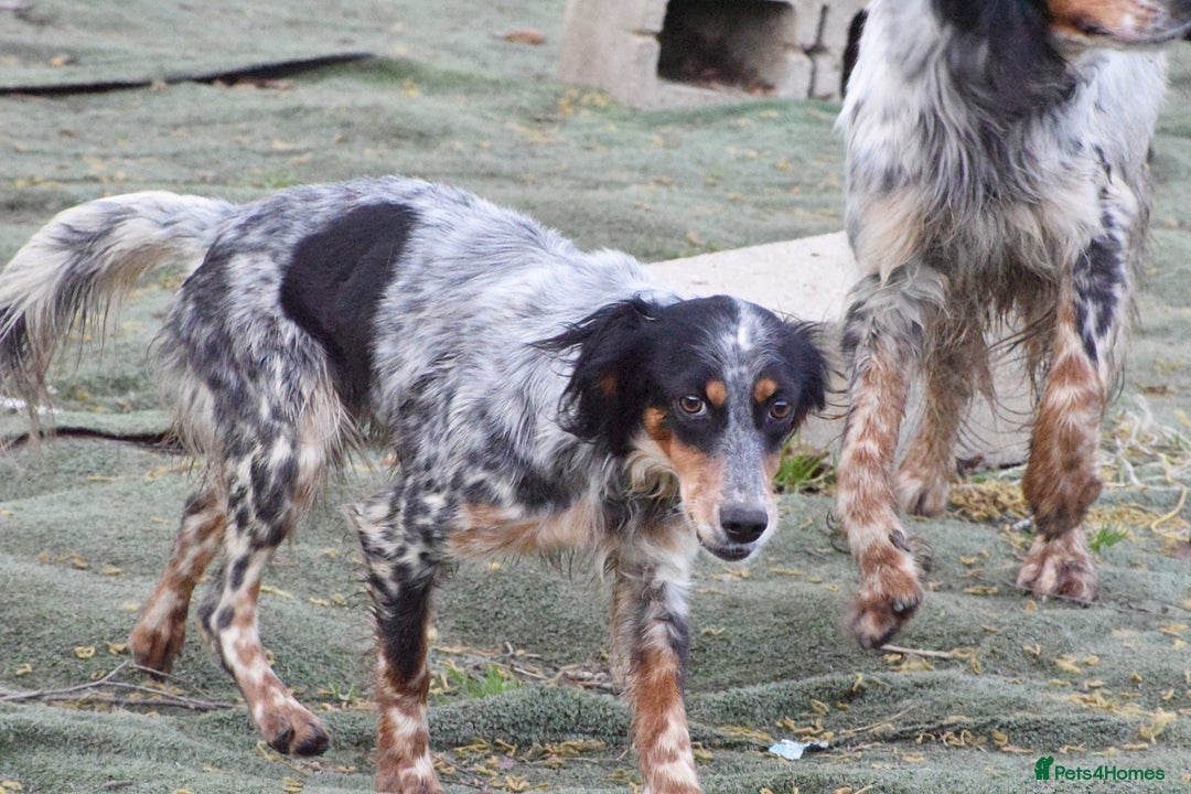 English Setter dogs for adoption: Duna  - Advert 6