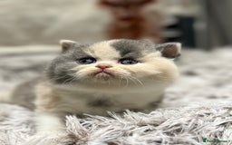 British Shorthair cats for sale: Exceptional BSH Girls, Champion Bloodlines - Advert 20