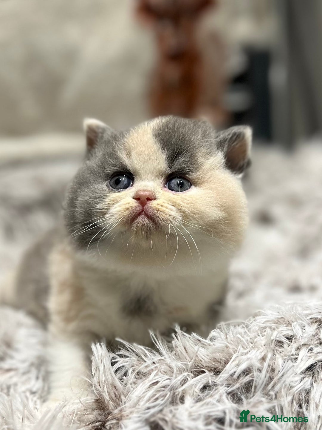 British Shorthair cats for sale: Exceptional BSH Girls, Champion Bloodlines - Advert 20