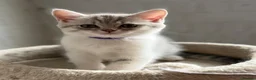 British Shorthair cats for sale: British shorthair kittens - Advert 37