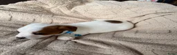 Jack Russell dogs for sale: stunning Jackrussel puppies - Advert 30