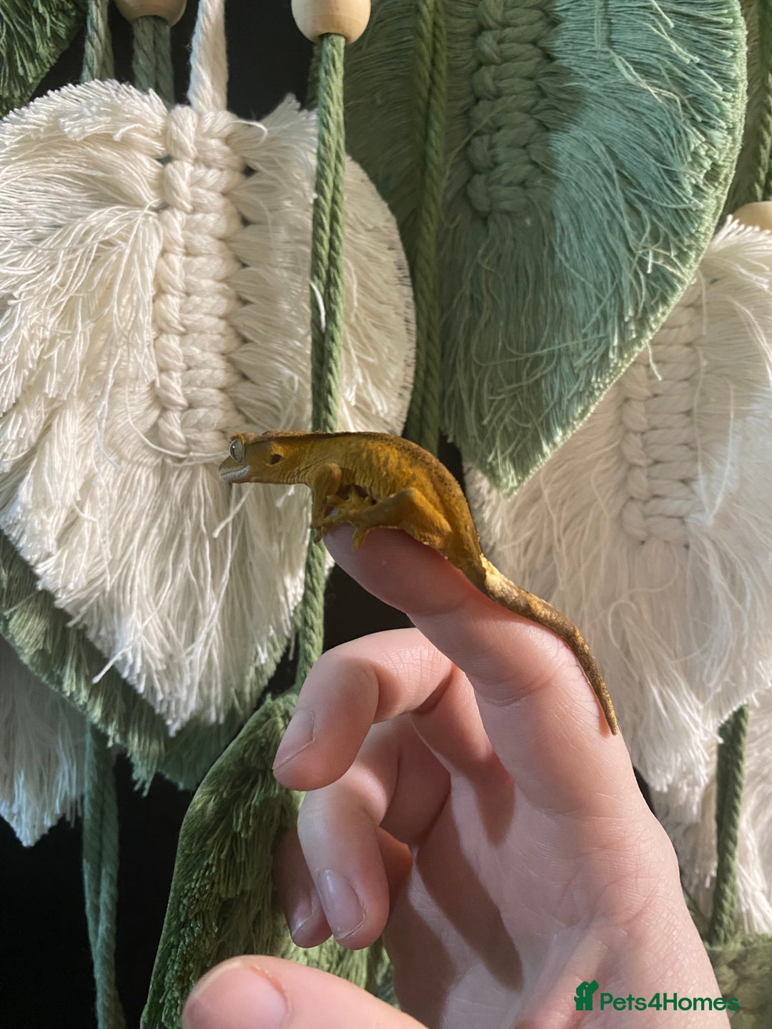 Gecko reptiles for sale: Crested Gecko babies - Advert 5