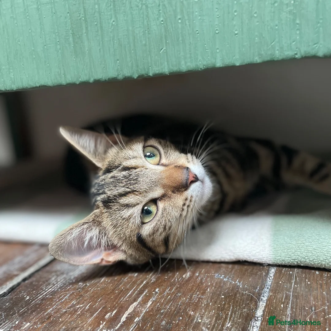 Domestic Shorthair cats for adoption: Maisie, approx 6 month old kitten  - Advert 5