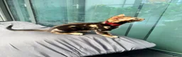 Bengal cats for sale: Only 2 Beautiful Bengal kittens Available🐾  - Advert 13