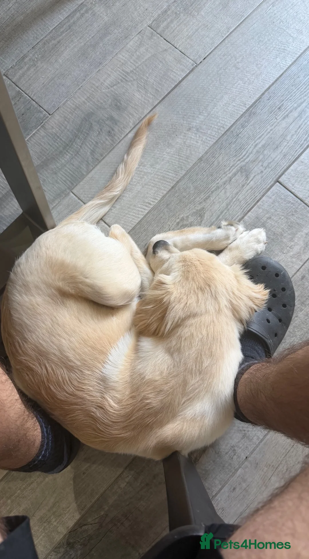 Goldador dogs for sale: Archie - goldador  in Flint - Advert 3