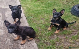 German Shepherd dogs for sale: German shepherd puppies - Image 4