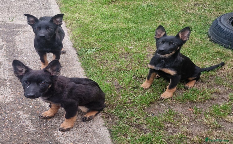German Shepherd dogs - Advert 3