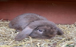 Dutch rabbits for sale: All mixed rabbits £60 each open to offers  - Advert 20