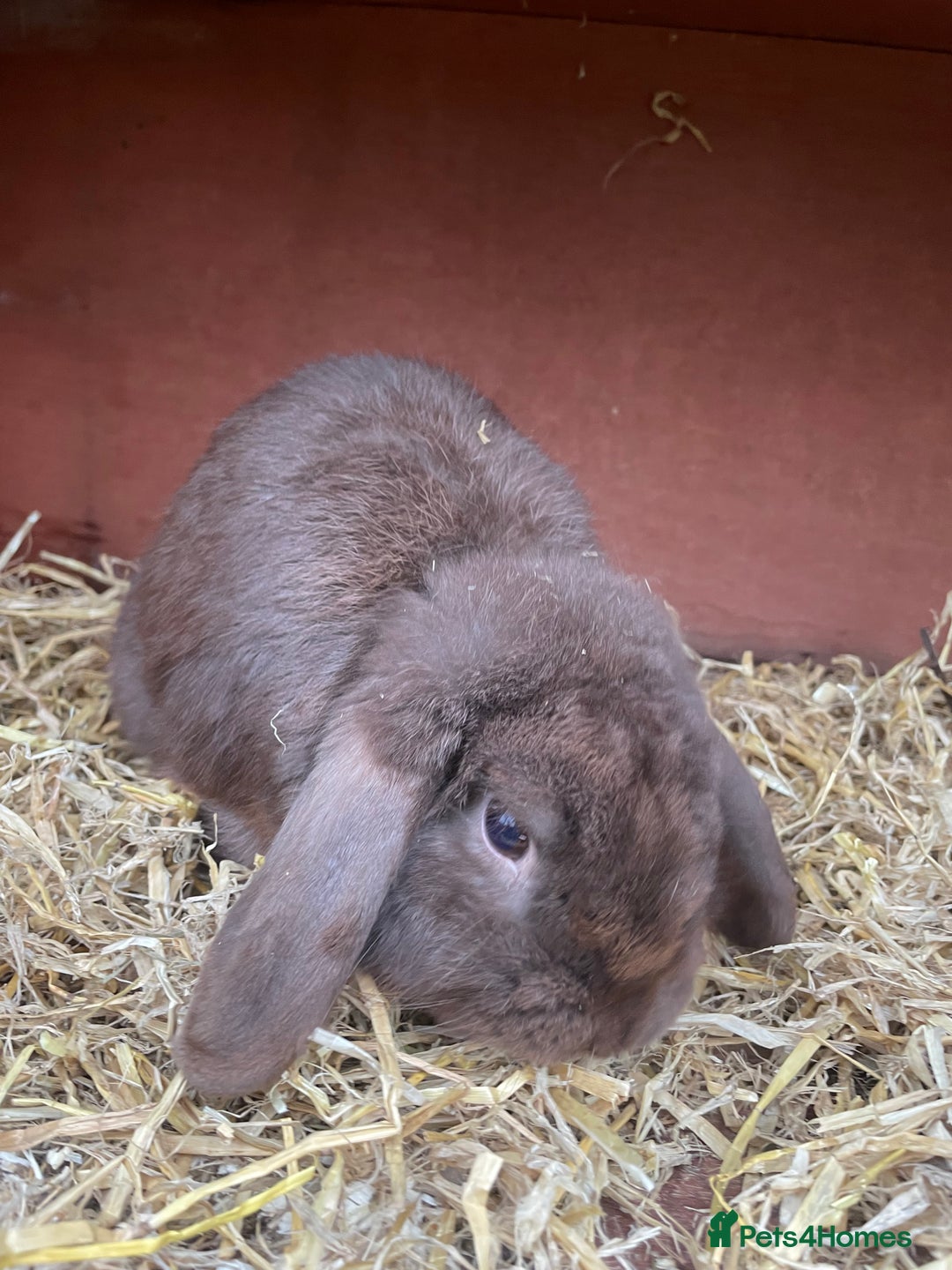 Dutch rabbits for sale: All mixed rabbits £60 each open to offers  - Advert 20