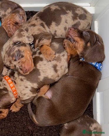 Miniature Dachshund dogs - Advert 8