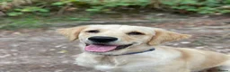 Golden Retriever dogs for stud: Available for stud from January  in Salisbury - Advert 6