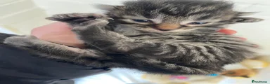 Mixed Breed Kitten 2