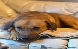 Mixed Breed dogs for adoption: Cute Marshall looking for LOVE - Image 16