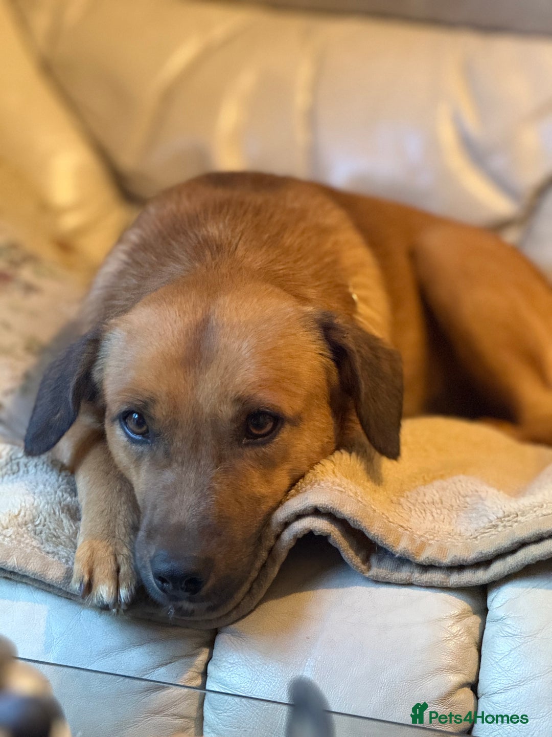 Mixed Breed dogs for adoption: Cute Marshall looking for LOVE - Image 16