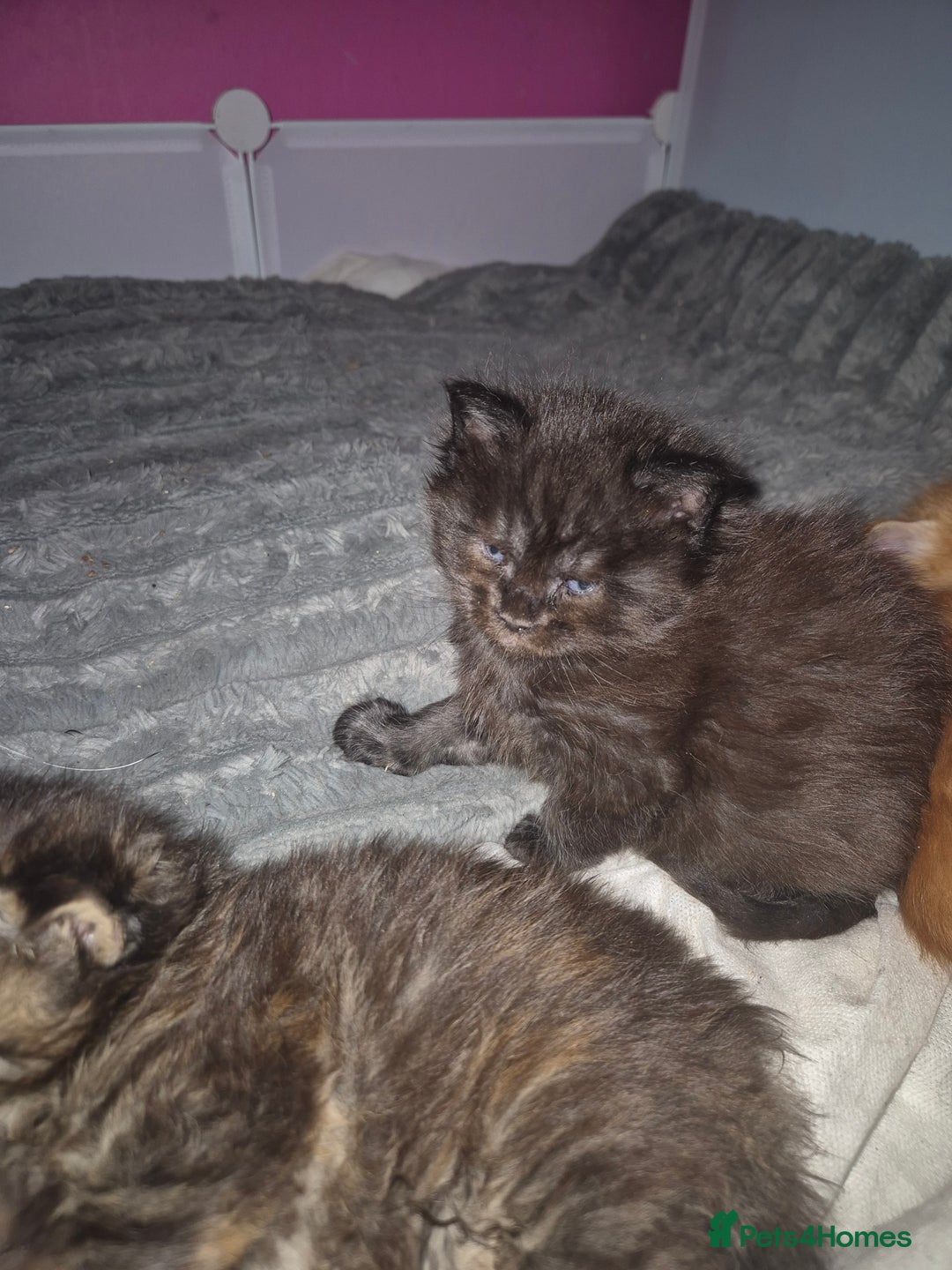 Maine Coon cats for sale: Russian /xxl maine coon - Advert 18