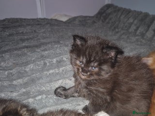 Maine Coon cats Russian /xxl maine coon - Advert 4