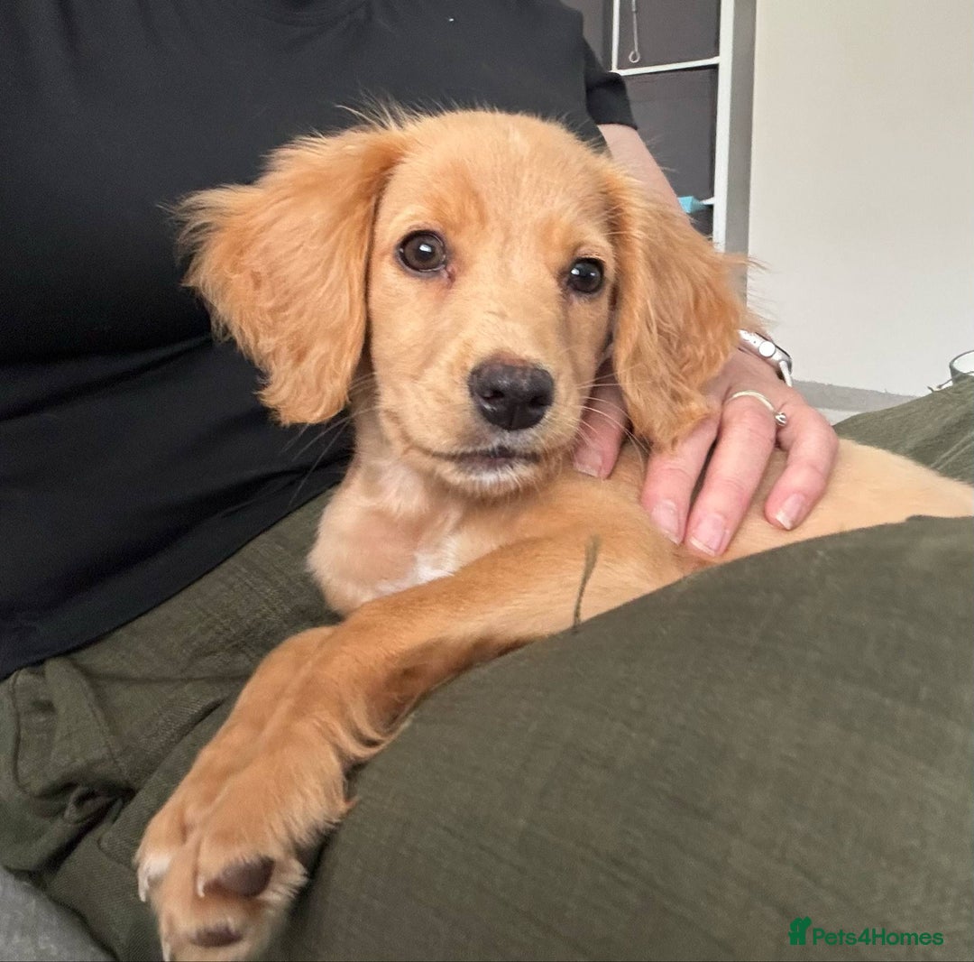 Cocker Spaniel dogs for sale: Working cocker spaniel last girl available  - Image 1