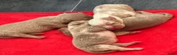 Olde English Bulldogge dogs for sale: 7 old tyme bulldog puppies available  - Advert 7