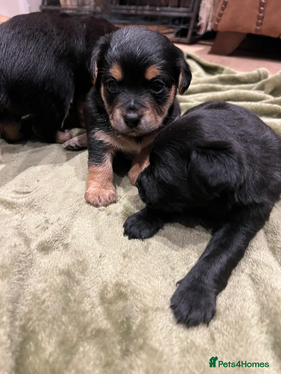 Mixed Breed dogs for sale: Chihuahua x Jack Russel  - Advert 8
