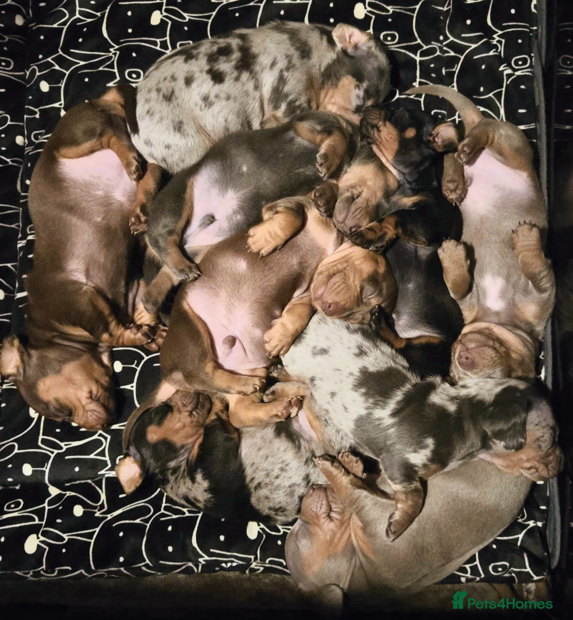 Miniature Dachshund dogs 2 males left - 9 KC registered mini dachshunds  - Advert 16