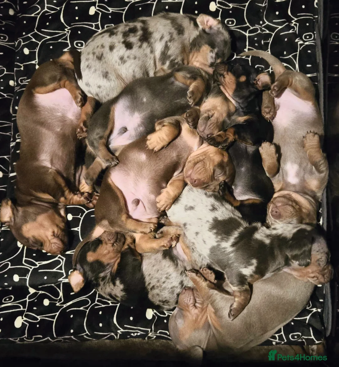 Miniature Dachshund dogs for sale: REDUCED - KC Isabella male left mini daxi  - Advert 6