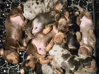 Miniature Dachshund dogs 2 males left - 9 KC registered mini dachshunds - Advert 16