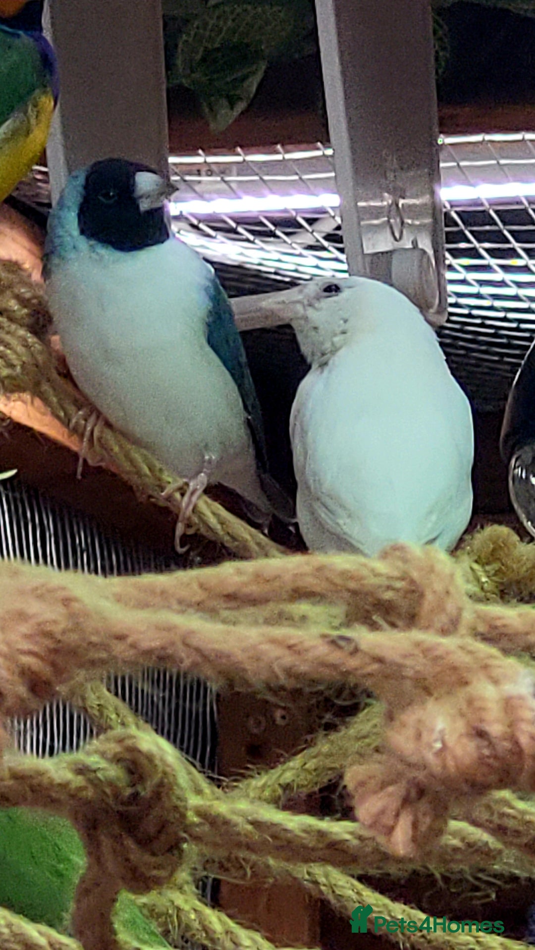 Finches birds for sale: Gouldian finches pairs  - Image 6