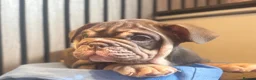 English Bulldog dogs for sale: English Bulldog Female  - Advert 13