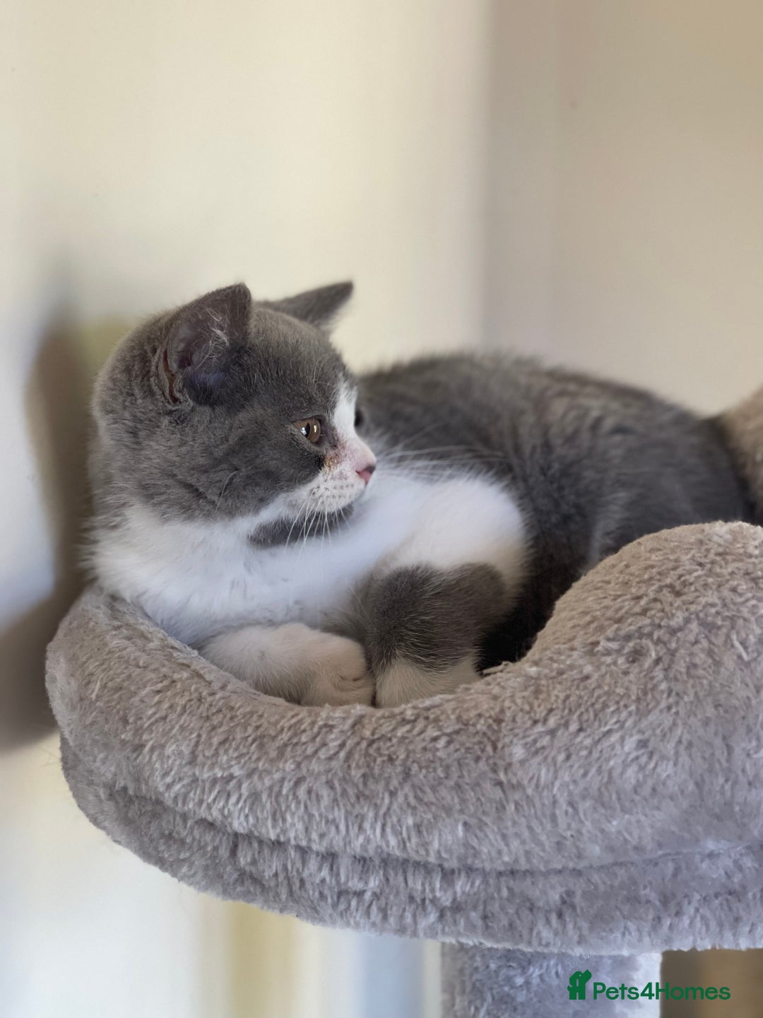 British Shorthair cats for sale: GCCF Pedigree Kittens - Ready Now - Image 3