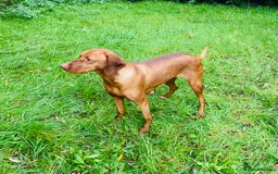 Hungarian Vizsla dogs for sale: PEDIGREE VIZSLA PUPS HIP & ELBOW TESTED PARENTS   - Image 3