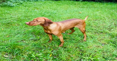 Hungarian Vizsla dogs - Advert 8