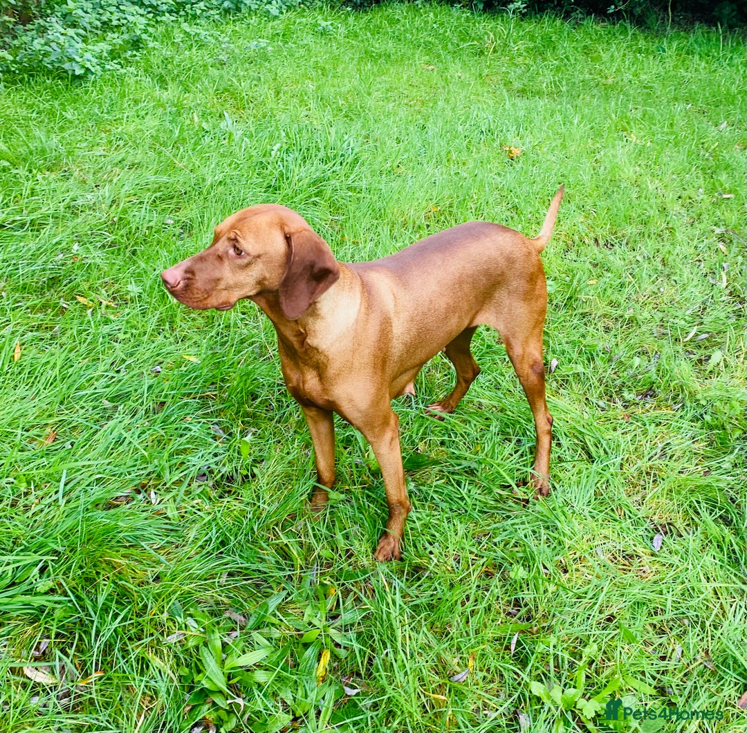 Hungarian Vizsla dogs for sale: PEDIGREE VIZSLA PUPS HIP & ELBOW TESTED PARENTS   - Image 3