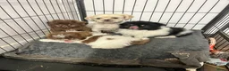 Shih Tzu dogs for sale: Fluffy Fluff Balls - Advert 6