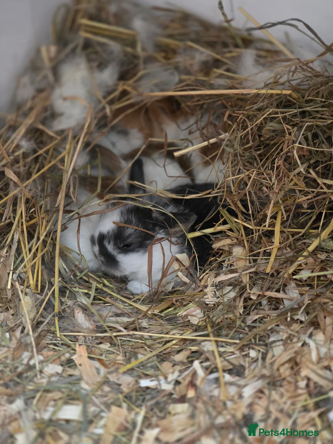 Mini Lop rabbits for sale: Mini Lop Baby Rabbits - Advert 3