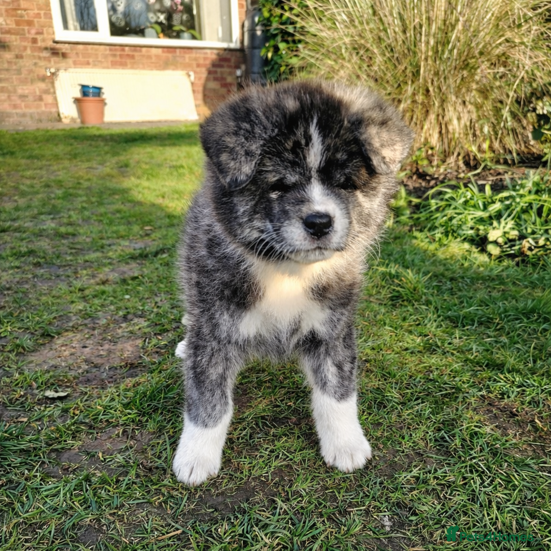 Japanese Akita Inu dogs for sale: Jepanese Akita Inu KC registered - Advert 3