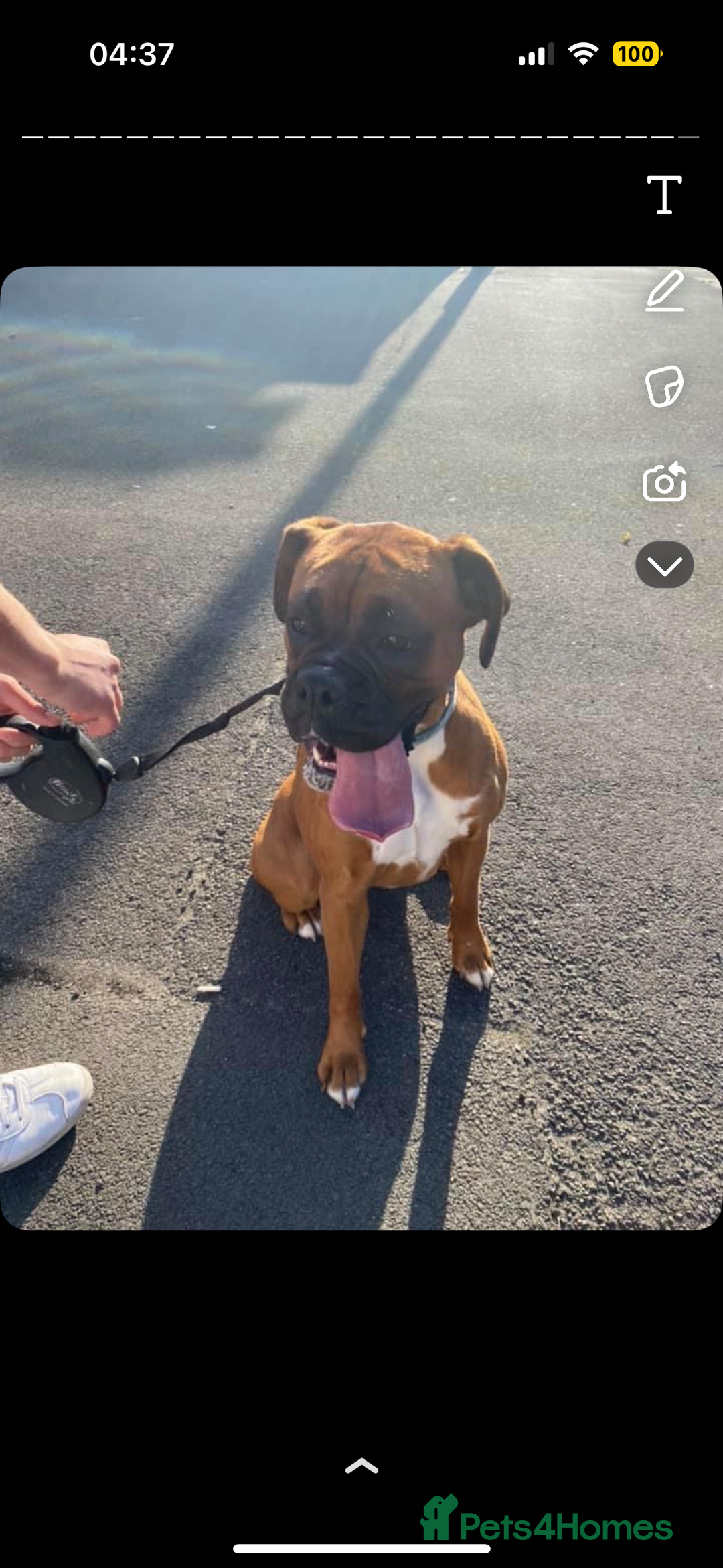 Mixed Breed dogs for sale: Boxwillers - Image 40