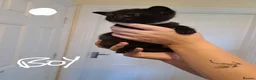 Mixed Breed cats for sale: Adorable black and black and grey tabbys.  in Somerton - Advert 7