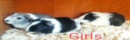 Guinea Pig rodents for sale: 3 Girls  3 BOYS all young babies  - Advert 1