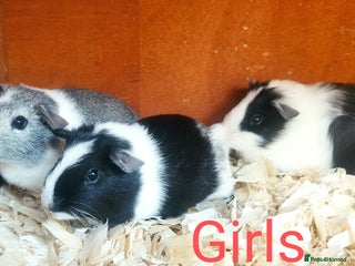 Guinea Pig rodents 3 Girls 1 Boy Abyssinian 2 BOYS all young babies - Advert 3