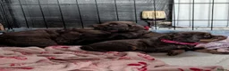 Cocker Spaniel dogs for sale: 7th Gen pure bred Cocker Spaniel pups for sale   - Advert 21