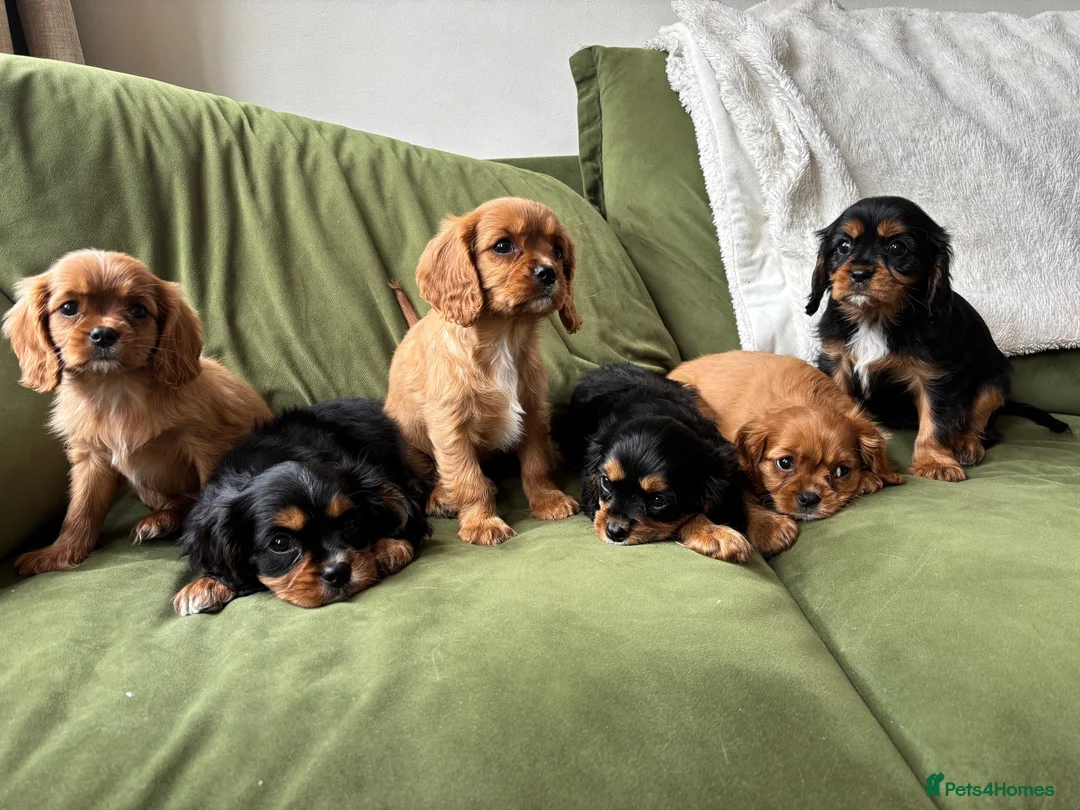 Cavalier King Charles Spaniel dogs for sale: Beautiful Cavalier King Charles Spaniel Puppies ❤️ - Advert 2